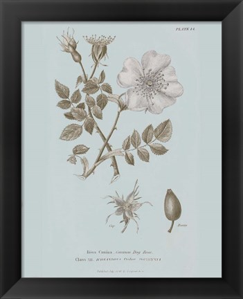 Framed Conversations on Botany IV Blue Print