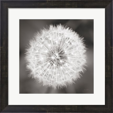 Framed Dandelion Seedhead Print