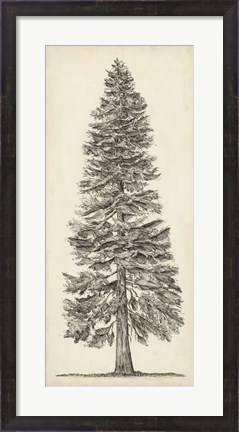 Framed Pacific Northwest Tree Sketch I Print