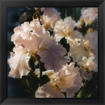 Framed Bearded Iris Print