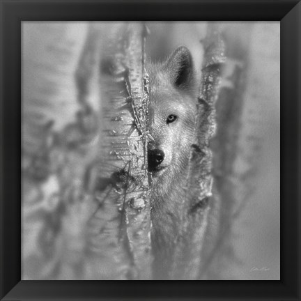 Framed Wolf - Focused - B&amp;W Print