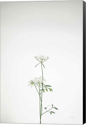 Framed Simple Stems VI Print