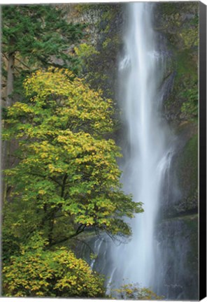 Framed Multnomah Falls color Print