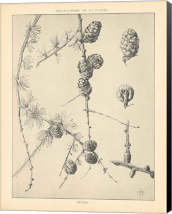 Framed Vintage Tree Sketches II Print