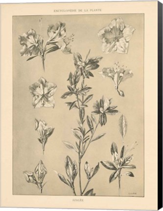 Framed Lithograph Florals I Print