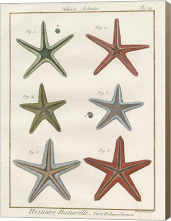 Framed Histoire Naturelle Starfish II Print