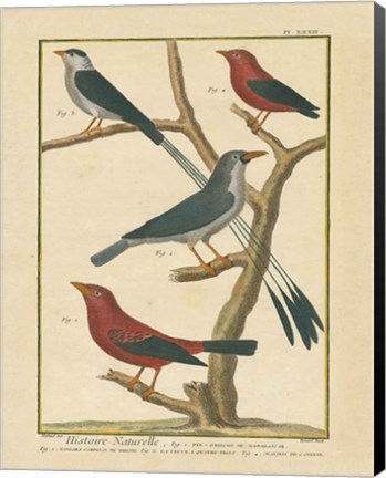 Framed Bird Drawing III Print
