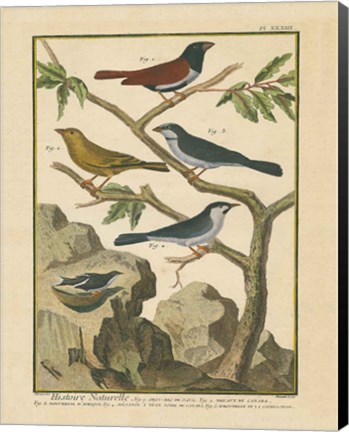 Framed Bird Drawing IV Print