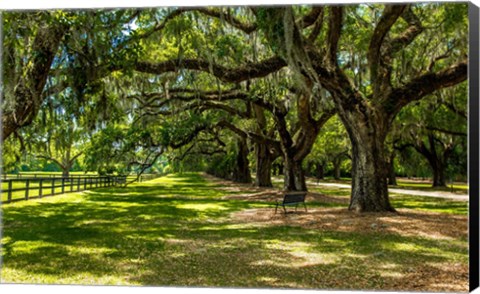 Framed Boone Hall Print