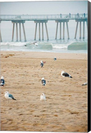 Framed Seagull Coast Print