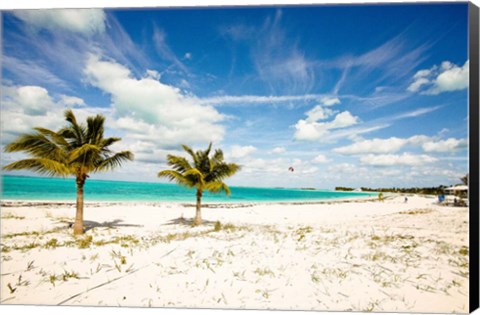 Framed Palms and Kites Print