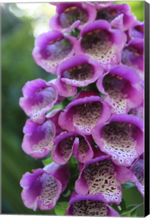 Framed Purple Trailing Flower Print