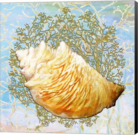 Framed Shell Medley IV Print