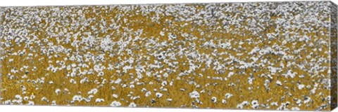 Framed Fields of Gold Print