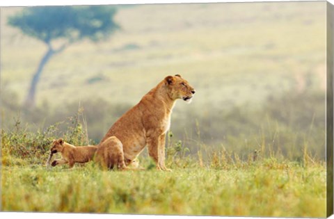 Framed Lion&#39;s Tail Print