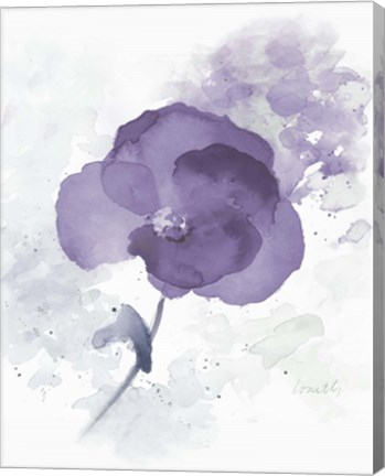 Framed Translucent Mauve Poppy I Print