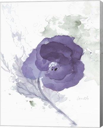 Framed Translucent Mauve Poppy II Print