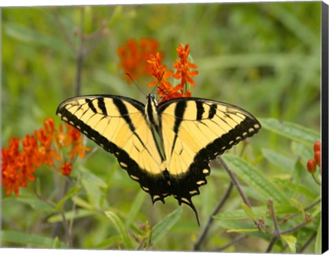 Framed Black Yellow Butterfly I Print