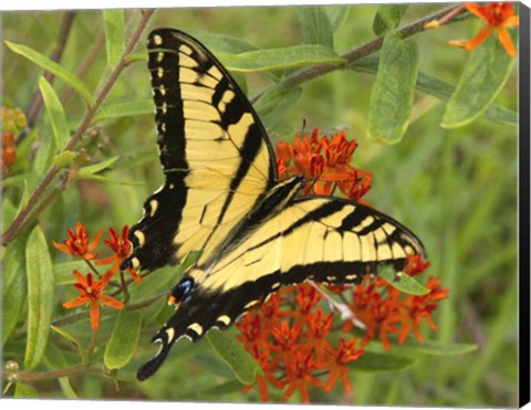 Framed Black Yellow Butterfly II Print