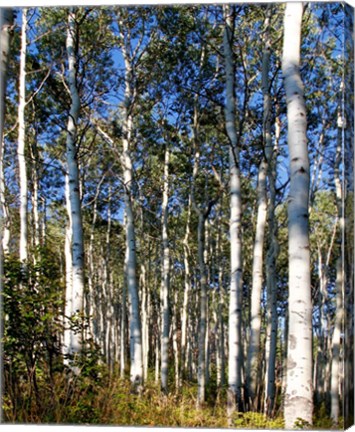 Framed Aspen Grove II Print