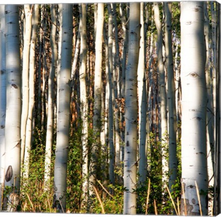 Framed Aspen Grove I Print