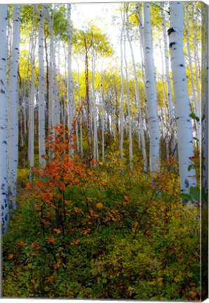 Framed Aspen in the Day Print