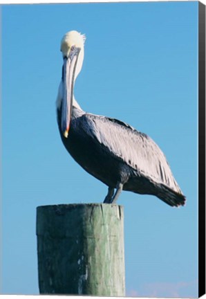 Framed Pelican Perched II Print