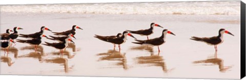 Framed Black Skimmers I Print