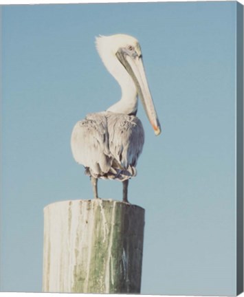 Framed Pelican Post Muted I Print