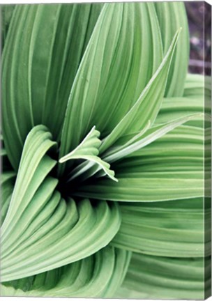 Framed Green Leaf Blooms II Print