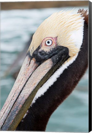 Framed Bayside Pelican Print