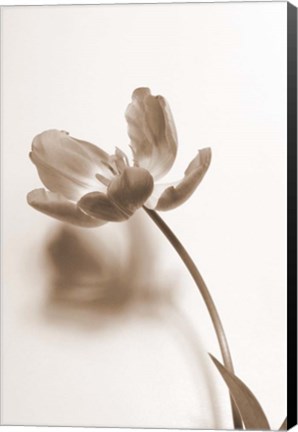 Framed Delicate Floral I Print