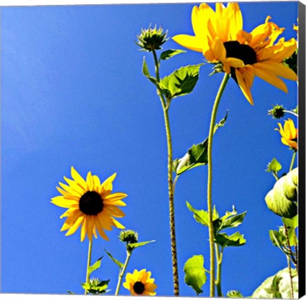 Framed Sunflowers and Sky Print