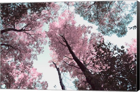 Framed Blooming Cherry Blossom Print