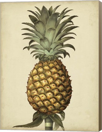 Framed Brookshaw Antique Pineapple I Print