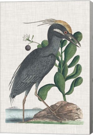 Framed Catesby Heron I Print