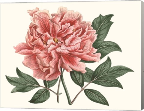 Framed Peony Blush I Print