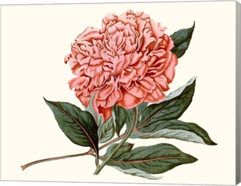 Framed Peony Blush II Print