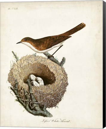 Framed Lesser White-Throat and Nest Print