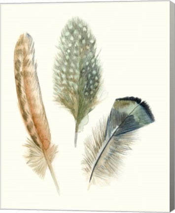 Framed Watercolor Feathers I Print