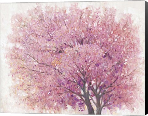 Framed Pink Cherry Blossom Tree II Print