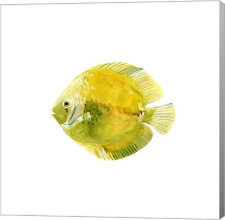 Framed Discus Fish I Print