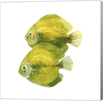 Framed Discus Fish II Print