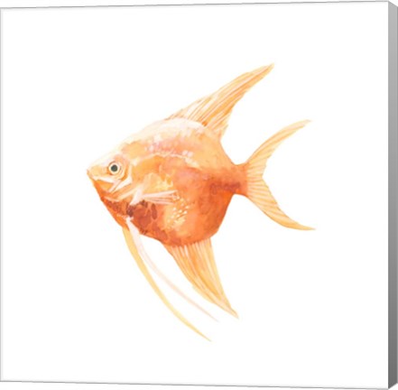 Framed Discus Fish III Print