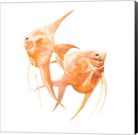 Framed Discus Fish IV Print