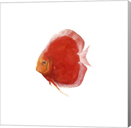 Framed Discus Fish V Print