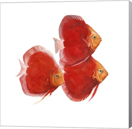 Framed Discus Fish VI Print