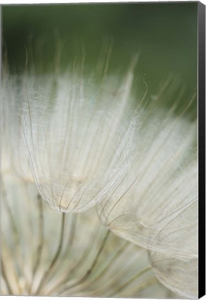 Framed Macro Dandilion I Print