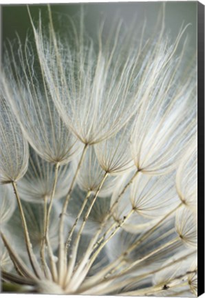 Framed Macro Dandilion II Print