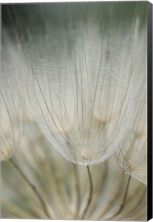 Framed Macro Dandilion III Print